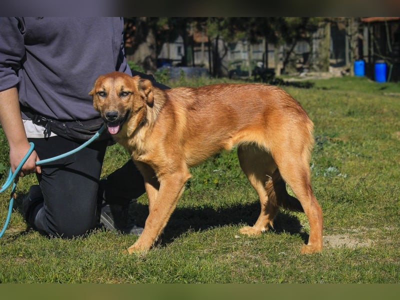 Junghunde ♦️NALA & FELICIA ♦️ 2 von ~650 Hunden in der Cantinho da Milu