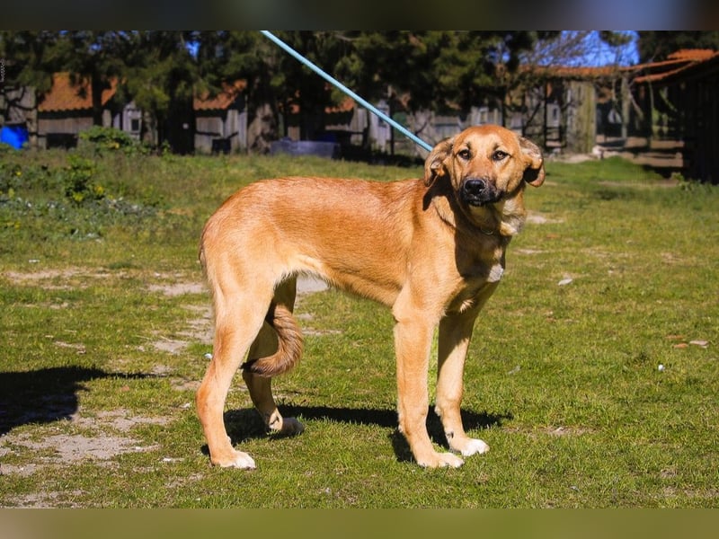Typisch schon als Welpe im Tierheim ♦️NALA♦️ braucht ein  Zuhause
