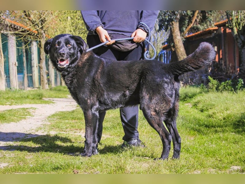 Junger schwarzer Hund gesucht ? ▪️Tom - Christie - Mandu - Storm ▪️