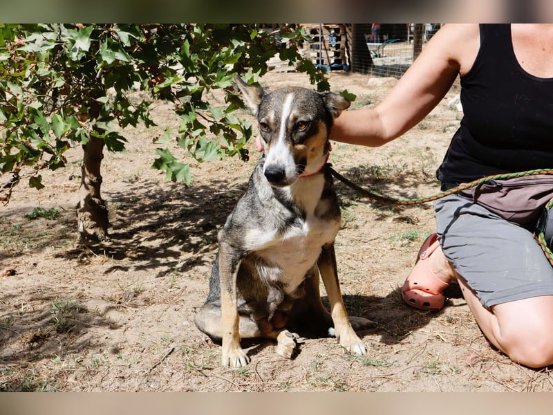 ❤️ Carrie - freundlich und verspielt - noch etwas schüchtern