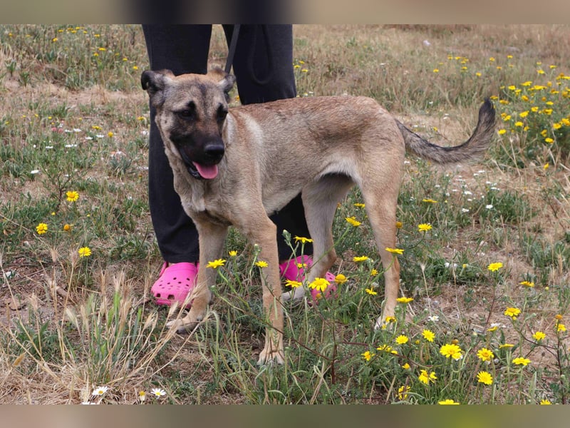 ⚡️Lucia • Emily ⚡️2 von ~ 650 Hunden in der Cantinho da Milu⚡️
