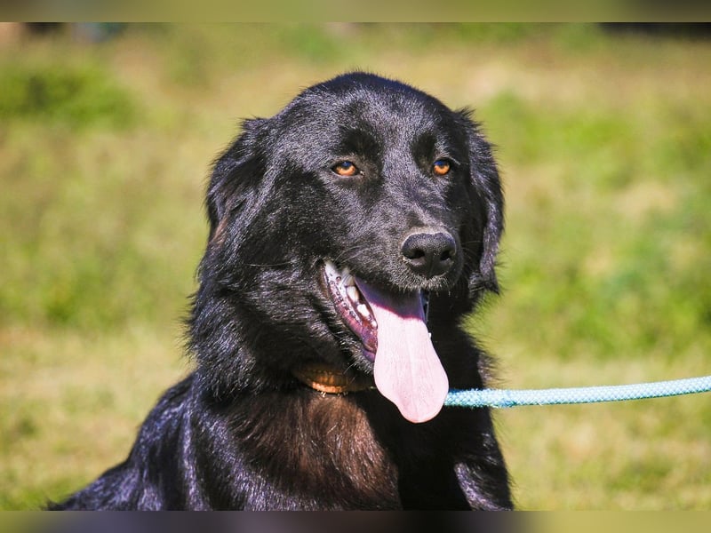 Junger schwarzer Hund gesucht ? ▪️Tom - Christie - Mandu - Storm ▪️