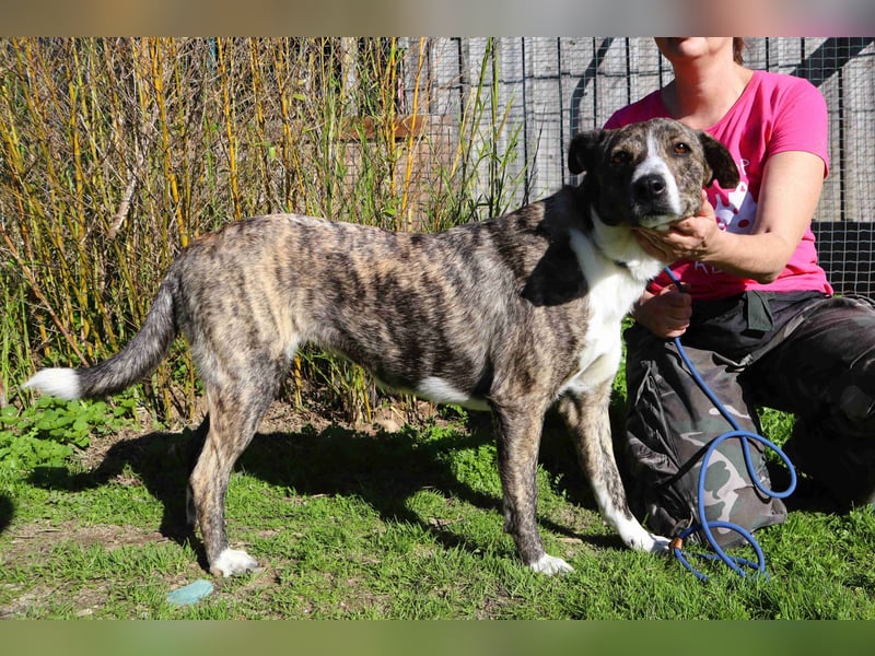 ⚡️Lucia • Emily ⚡️2 von ~ 650 Hunden in der Cantinho da Milu⚡️