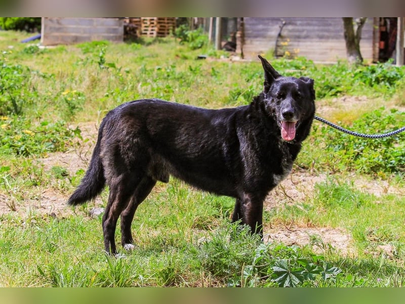 ♦️SENIOREN: ARNOLD + OSSO ⚡️2 von ~ 650 Hunden in der Cantinho da Milu⚡️