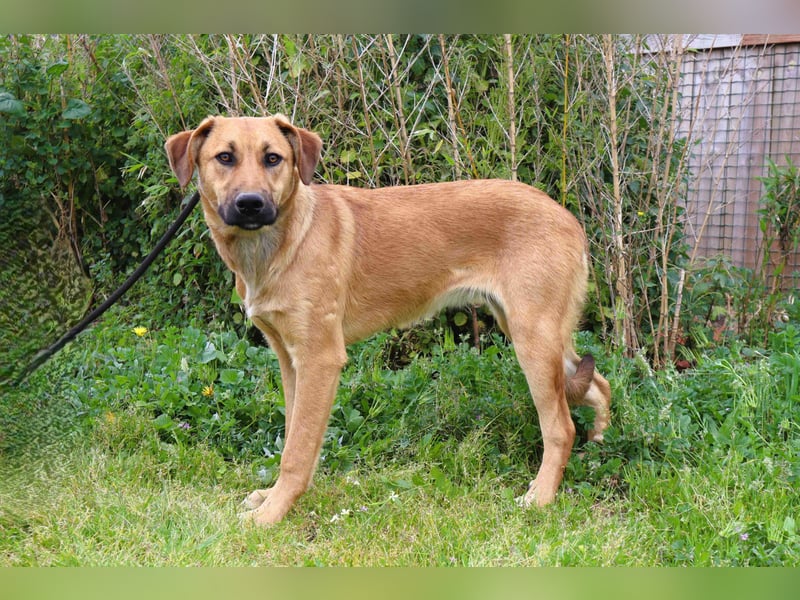 Typisch schon als Welpe im Tierheim ♦️NALA♦️ braucht ein  Zuhause