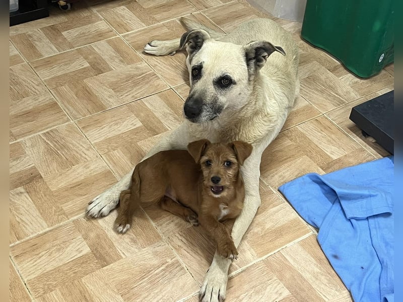 Gerda ❕ Wer sie kennenlernt - Der liebt sie ❕