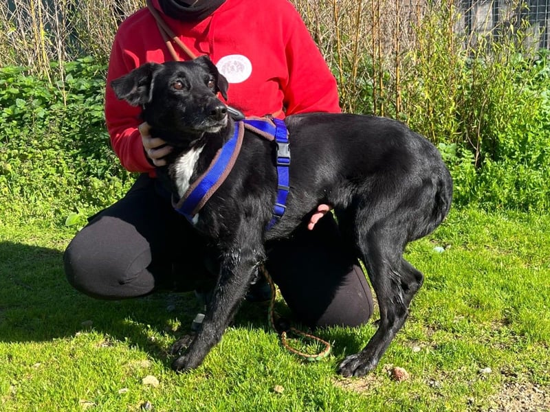 Seniorin Pombinha ▪️ hat ihr Zuhause verloren!!