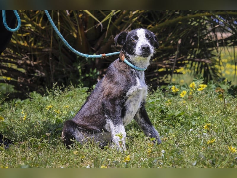 Junghunde: EDIKO • CALI • EMANU ▪️ 3 von ~650 Hunden in der Cantinho da Milu