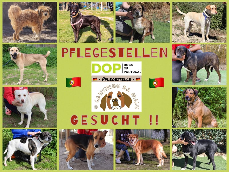 PFLEGESTELLEN GESUCHT ♦️ Tierheim Cantinho da Milu