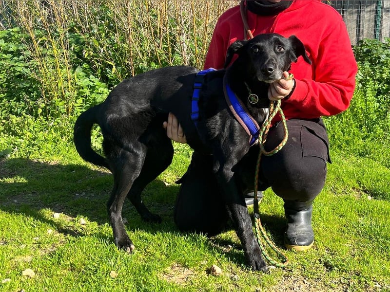 Seniorin Pombinha ▪️ hat ihr Zuhause verloren!!