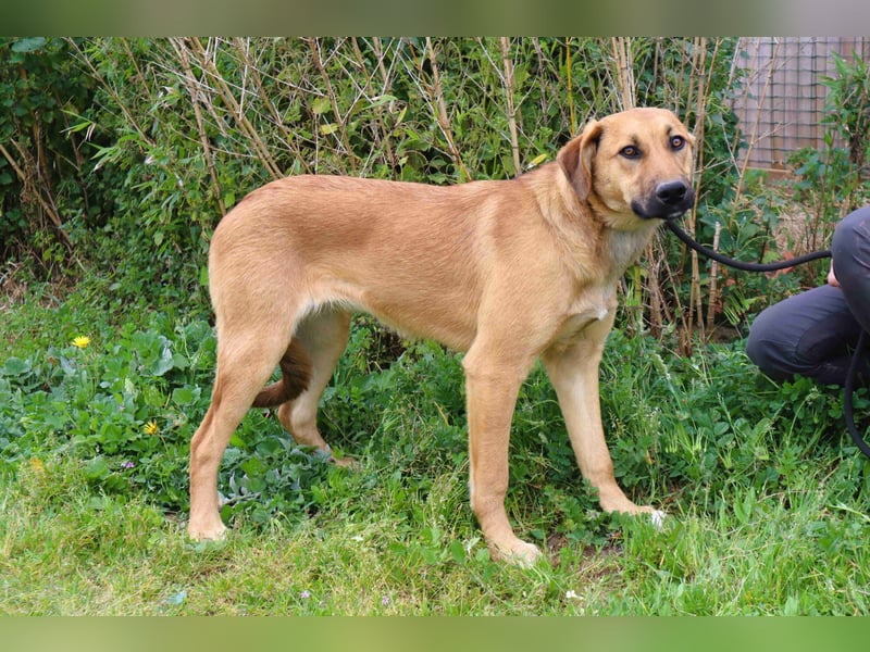 Typisch schon als Welpe im Tierheim ♦️NALA♦️ braucht ein  Zuhause