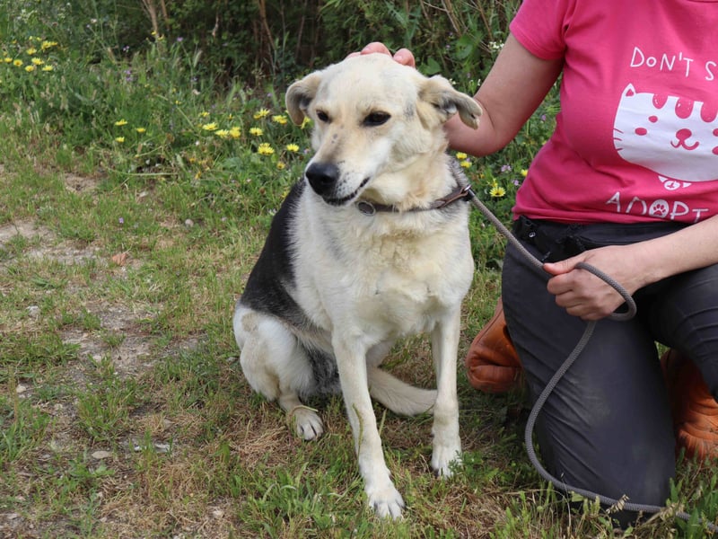 ♦️INDIO • CHICO ♦️ 2 von ~650 Hunden in der Cantinho da Milu ❗️
