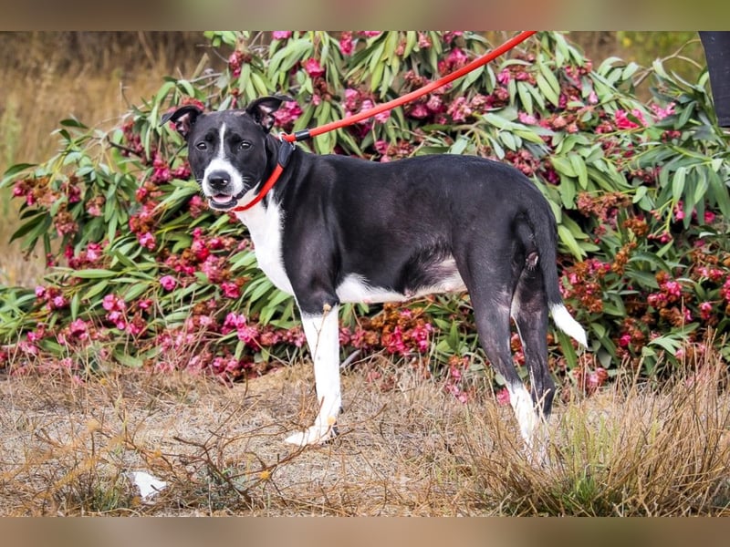 Junghunde: EDIKO • CALI • EMANU ▪️ 3 von ~650 Hunden in der Cantinho da Milu