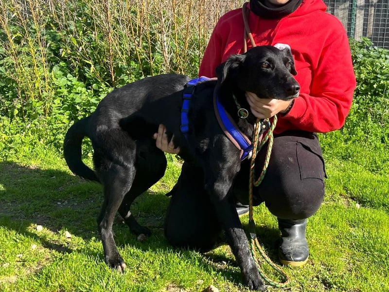 Seniorin Pombinha ▪️ hat ihr Zuhause verloren!!