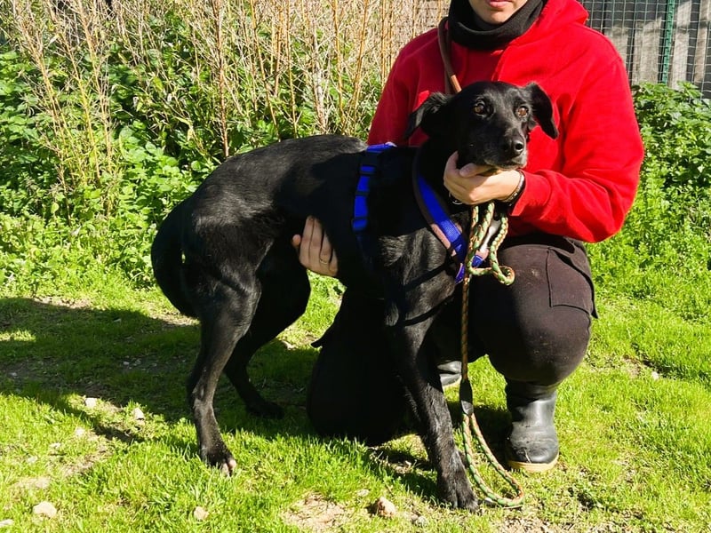 Seniorin Pombinha ▪️ hat ihr Zuhause verloren!!