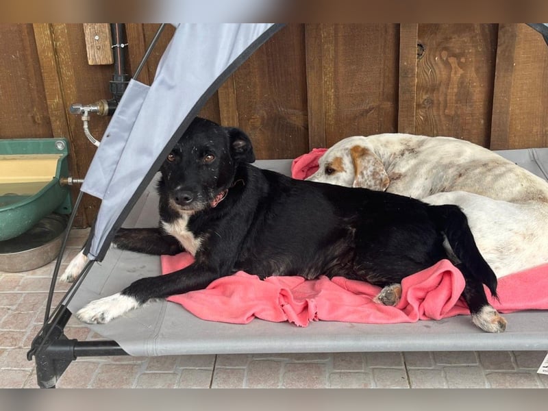 Die sanfte Cherie ❣️ wurde einfach ausgesetzt…