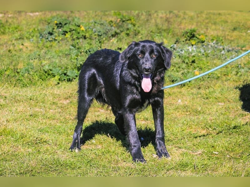 Junger schwarzer Hund gesucht ? ▪️Tom - Christie - Mandu - Storm ▪️