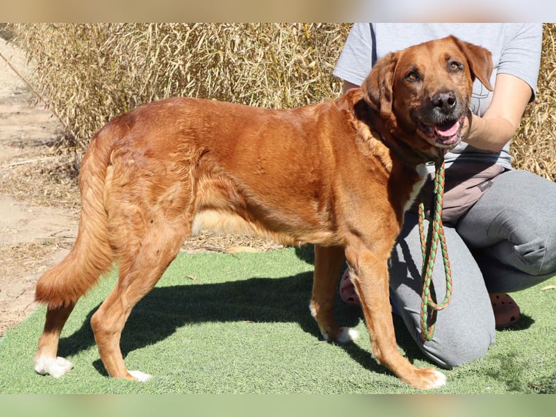 Verschmust - Lieb - Sanft ✴️ Senior Wizz ✴️