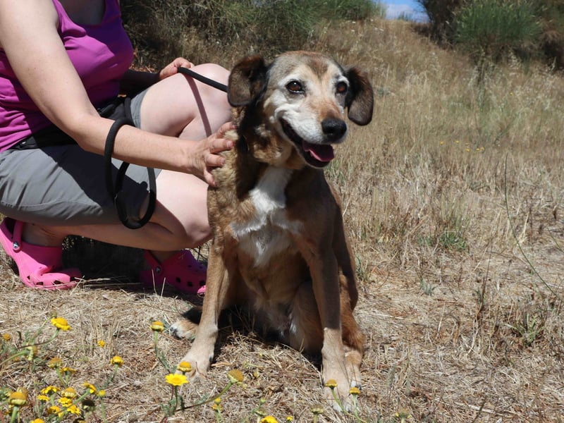 SENIORIN VAIDOSA - ♥️ - Neuzugang in der Cantinho da Milu