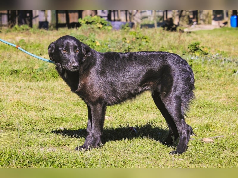 Junger schwarzer Hund gesucht ? ▪️Tom - Christie - Mandu - Storm ▪️