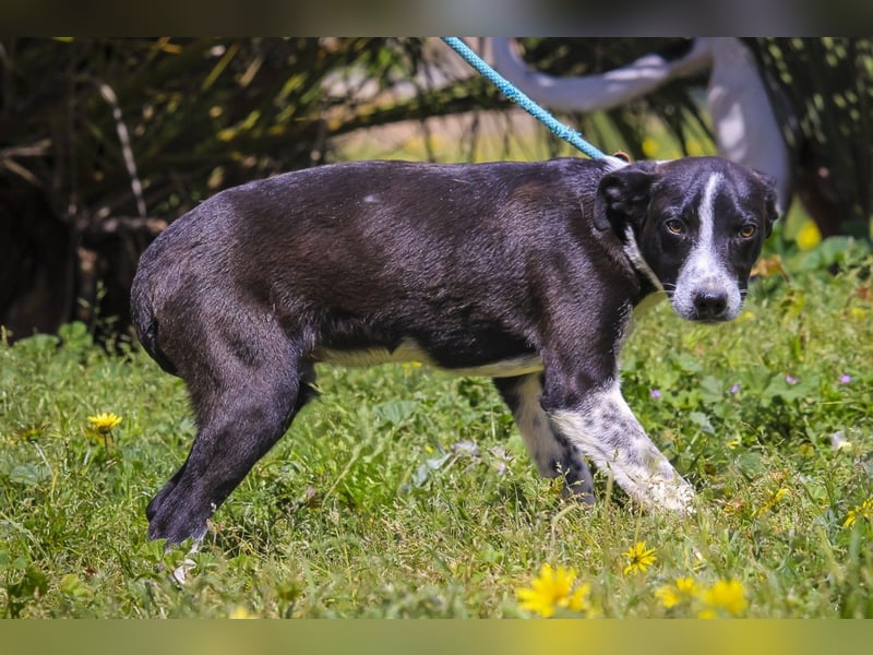 Junghunde: EDIKO • CALI • EMANU ▪️ 3 von ~650 Hunden in der Cantinho da Milu