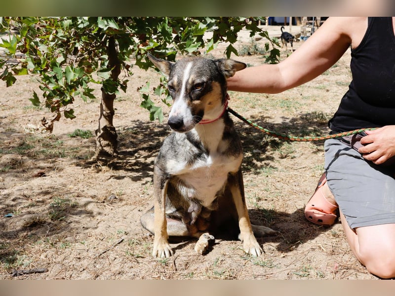 ❤️ Carrie - freundlich und verspielt - noch etwas schüchtern