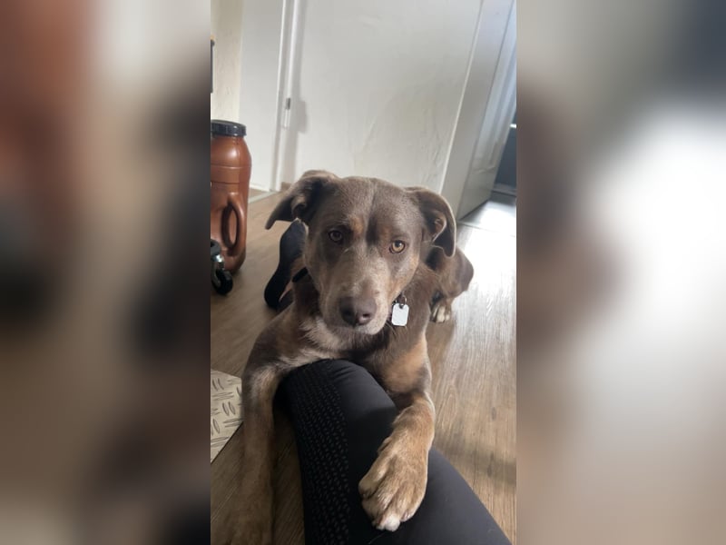 Aussie Mix Hündin