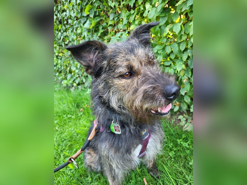 Rumänische Mischlingshündin sucht Zuhause