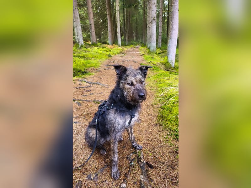 Rumänische Mischlingshündin sucht Zuhause