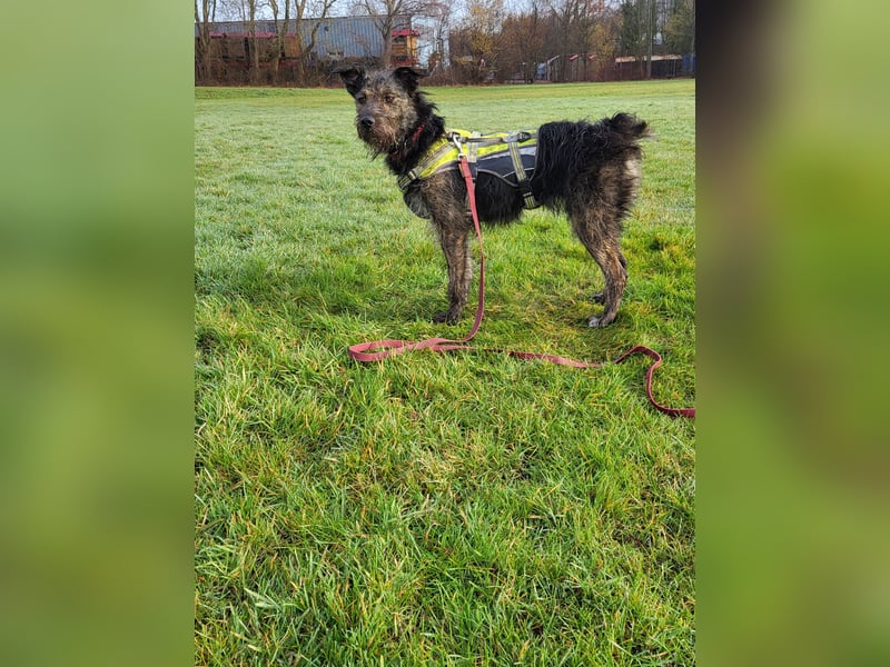 Rumänische Mischlingshündin sucht Zuhause