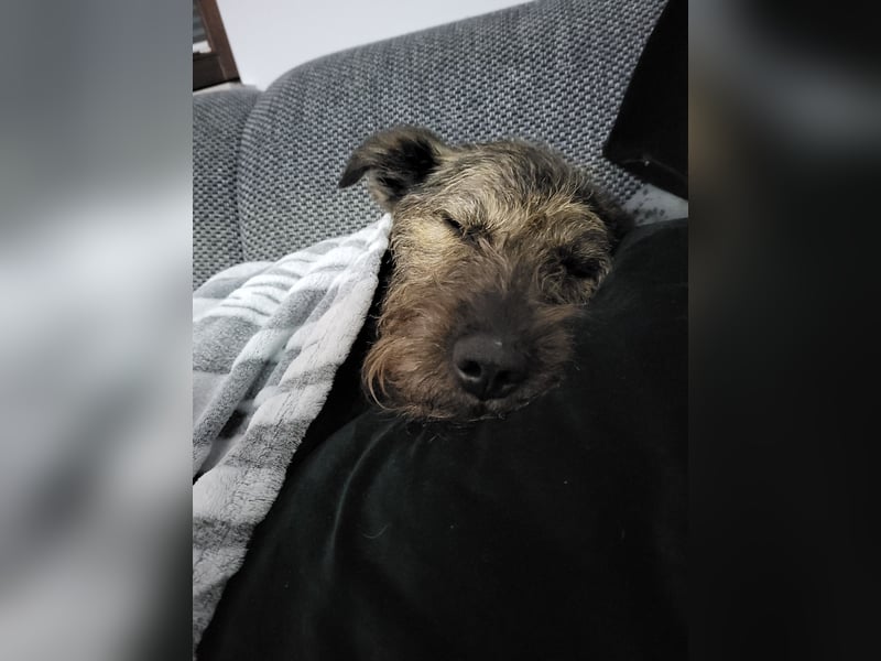 Rumänische Mischlingshündin sucht Zuhause