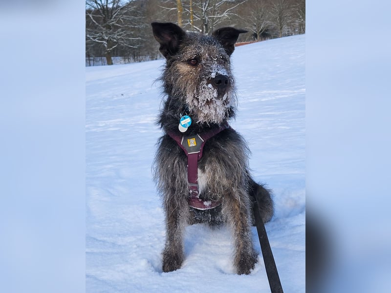 Rumänische Mischlingshündin sucht Zuhause