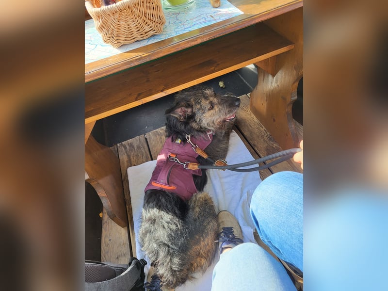 Rumänische Mischlingshündin sucht Zuhause