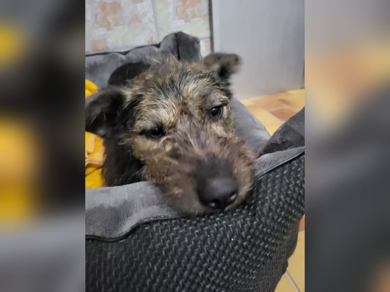 Rumänische Mischlingshündin sucht Zuhause