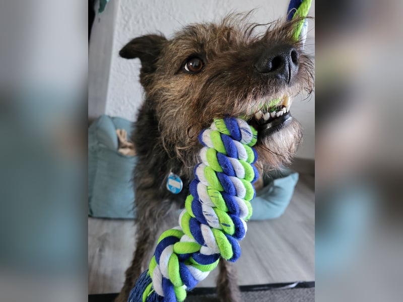 Rumänische Mischlingshündin sucht Zuhause