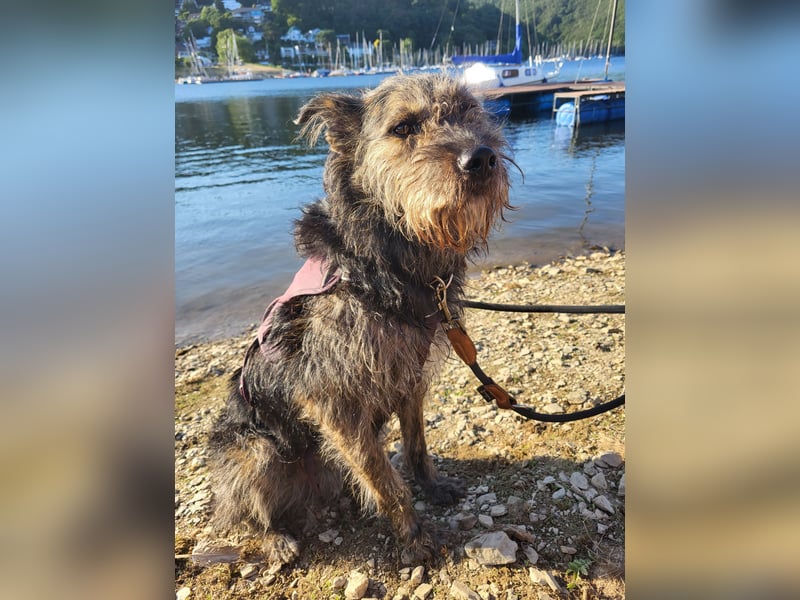 Rumänische Mischlingshündin sucht Zuhause