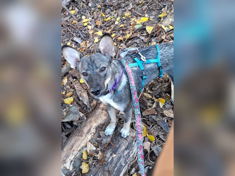 Süße Zaubermaus Tammi sucht liebevolles Zuhause