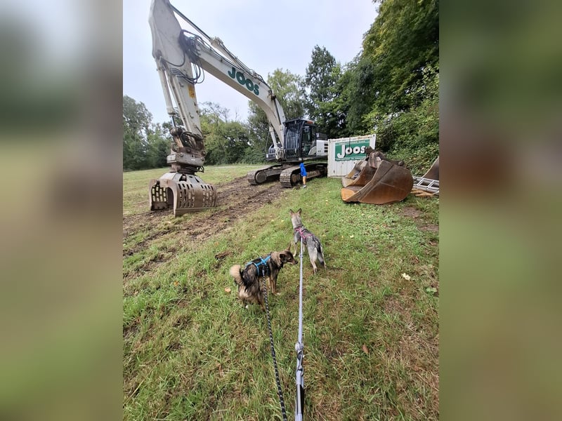 Süße Zaubermaus Tammi sucht liebevolles Zuhause
