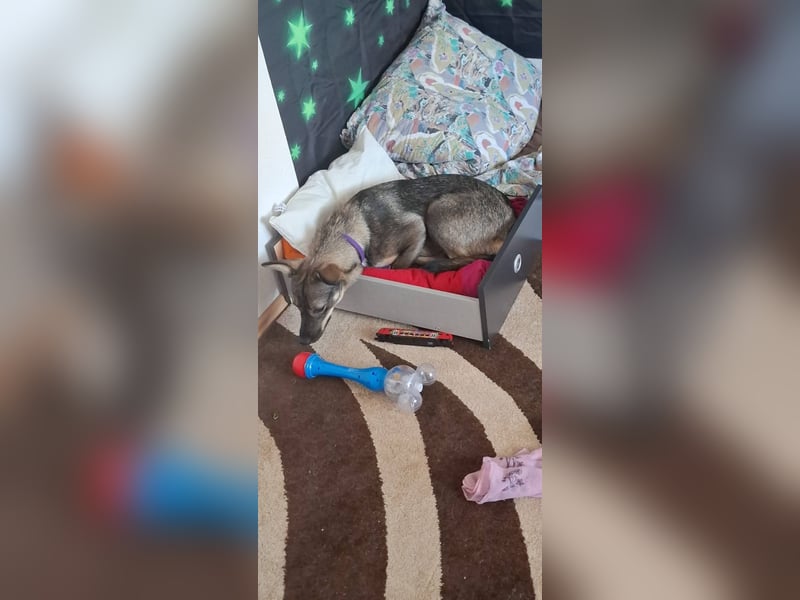 Süße Zaubermaus Tammi sucht liebevolles Zuhause