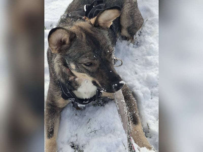 Süße Zaubermaus Tammi sucht liebevolles Zuhause