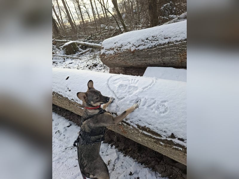 Süße Zaubermaus Tammi sucht liebevolles Zuhause