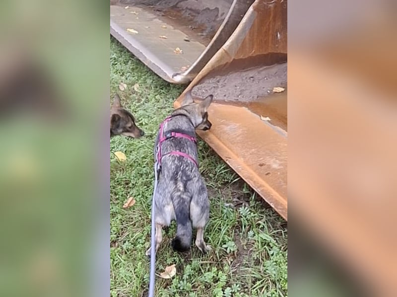 Süße Zaubermaus Tammi sucht liebevolles Zuhause