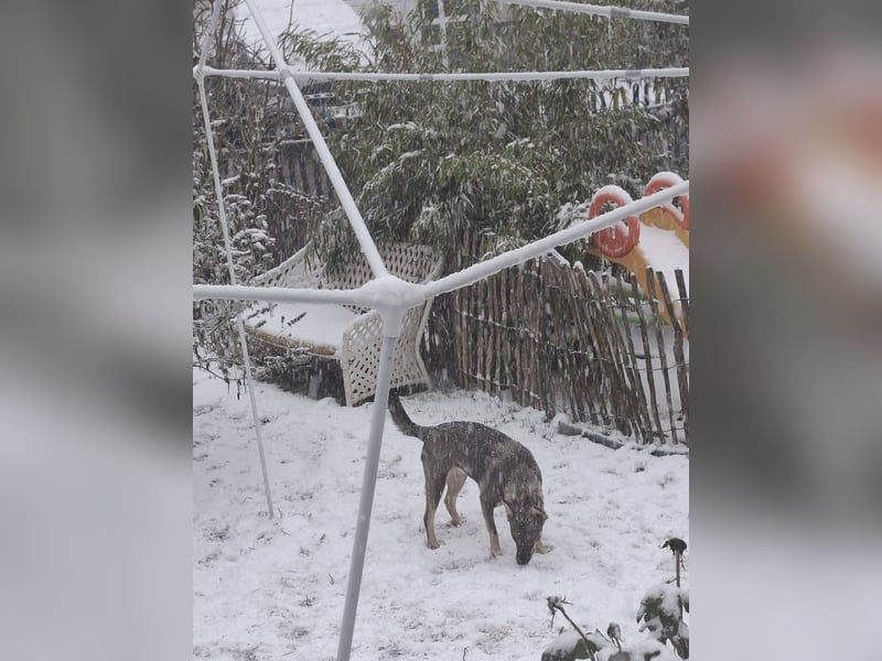 Süße Zaubermaus Tammi sucht liebevolles Zuhause