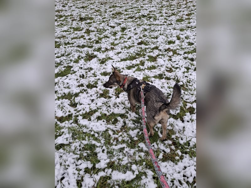 Süße Zaubermaus Tammi sucht liebevolles Zuhause