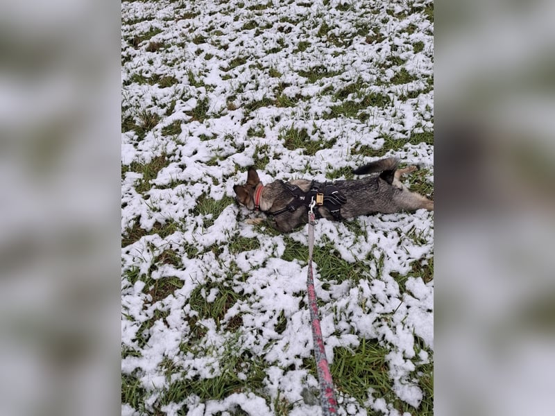 Süße Zaubermaus Tammi sucht liebevolles Zuhause