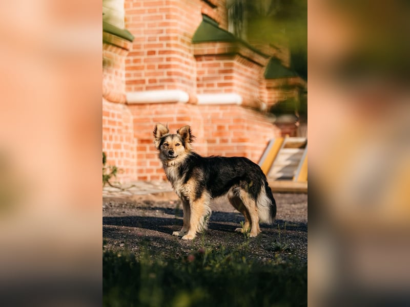 Sanfter Timosha sucht seine Familie