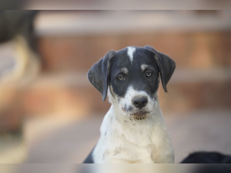 Oreo – kleiner Mann, großes Leben vor sich