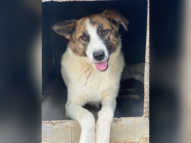 Orini, geb. ca. 07/2021, lebt in GRIECHENLAND, im städt. Tierheim Serres