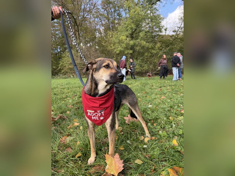 Dasha – fröhliche, sensible Junghündin sucht ihr Für-immer-Zuhause ❤️