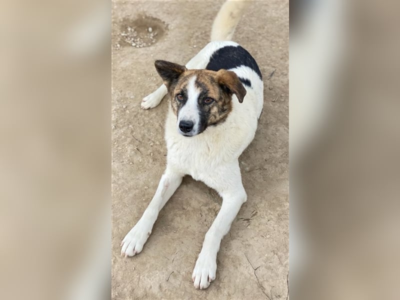 Orini, geb. ca. 07/2021, lebt in GRIECHENLAND, im städt. Tierheim Serres